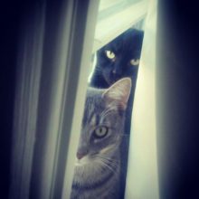 Кошачьи приколы